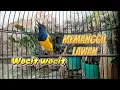 Download Lagu SOGON MEMANGGIL LAWAN PALING AMPUH UNTUK MERANGSANG BUNYI #sogon #sogongacor #pancingansogon 