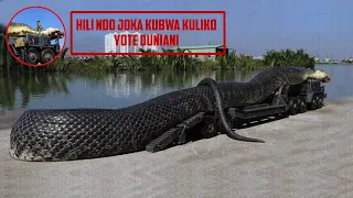 hili ndo joka kubwa kuliko wote duniani anakonda wa kijani
