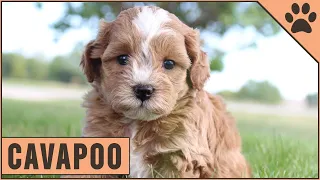 Cavapoo - Characteristics Advice Cavoodle