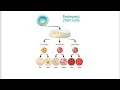 Embryonic Stem Cells and Impact of Embryonic stem cells on Biology and Medicine