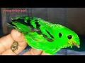 Download Lagu burung langka madi hijau,,burung sangat langka asli hutan sumatra.. beautiful bird.
