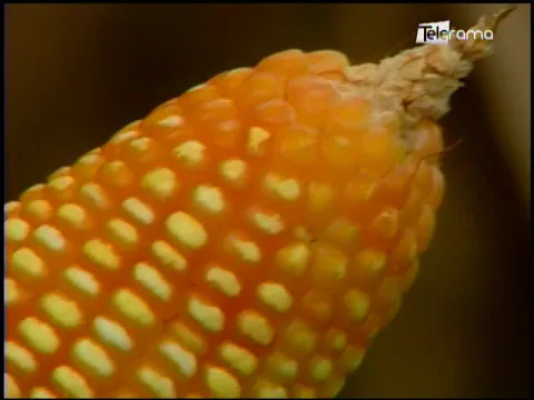 Ecuador Agropecuario 19-06-2018