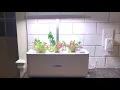 iDoo Hydroponics - 2 week Progress 7 Pod Growing System