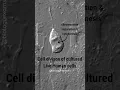 Live Human Cell Division under Microscope