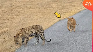 NUNCA ENTRE NO TERRITÓRIO DE UM LEÃO