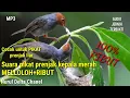 Download Lagu Suara pikat prenjak kepala merah,!!prenjak liar pasti datang