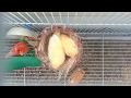 Canary nestlings - Day 19