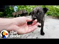 Download Lagu Tiny Hairless Puppy Stops Traffic And Gets Rescued | The Dodo