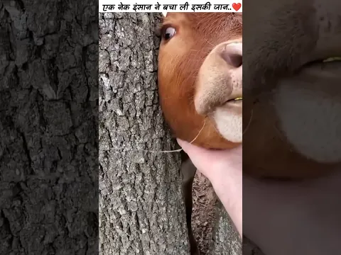 एक नेक इंसान ने बचा ली इसकी जान.. ❤️🙏