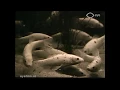 Download Lagu In het aquarium van Artis te Amsterdam