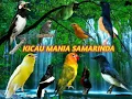 Download Lagu SUARA KUTILAng kejepit dan burciill |part 2
