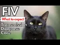 FIV in the Cat Dr Dan covers transmission diagnosis and care