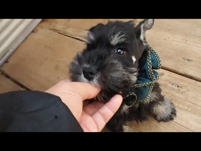 動画