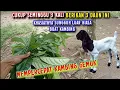 Lagu Buruan berikan 3 Daun ini‼️ Karena Manfaatnya Luar Biasa, Kambing jadi Cepat gemuk 