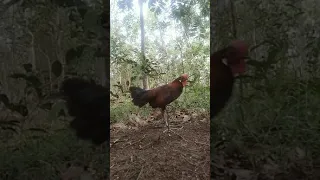 Download melatih ayam hutan f1 muda kokok di hutan,pikat muda MP3