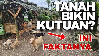 Benarkah Tanah Bikin Anjing Kutuan? Ini Faktanya!