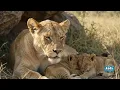 A Lion Protects His Family From a Hyena Attack! 🦁🔥 | Wildlife Survival
