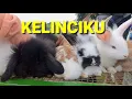 Download Lagu LAGU KELINCIKU