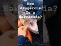 Download Lagu How dangerous is a Barracuda?#fish #barracuda #dangerousfish #killerfish