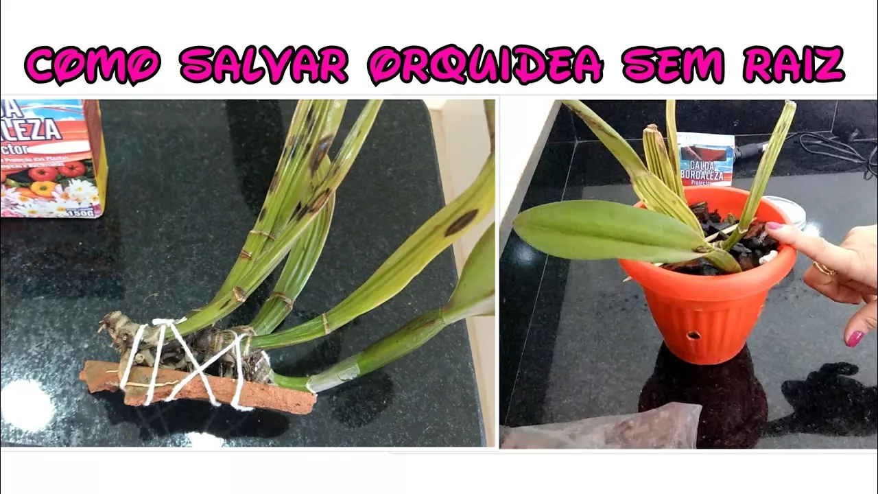 COMO SALVAR ORQUÍDEA SEM RAIZ E COM FUNGOS ANDRÉA E SUAS ORQUÍDEAS