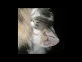 Download Lagu Mochi koko Belang part 1//Cat love//my cute cats// kitten