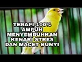 Download Lagu TERAPI AMPUH MENYEMBUHKAN KENARI MACET BUNYI