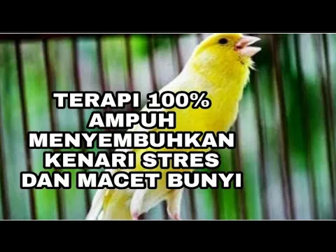 Download MP3 TERAPI AMPUH MENYEMBUHKAN KENARI MACET BUNYI