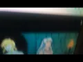 anime Inuyasha Koga Link Marcy Wu s feet cartoon legend of zelda Amphibia