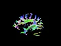 Human connectome project whole-brain tractogram flythrough