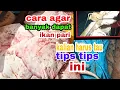 Download Lagu CARA MERAWAI SENGGOL IKAN PARI BANYAK  HASIL NYA