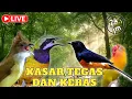 Download Lagu Sadiss... MASTERAN BURUNG FULL KASARAN || CUNGKOK KAPAS TEMBAK