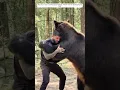 Download Lagu Deze vechter adopteerde een babybeer en voedde hem op als een zoon