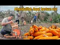 Alhamdulillah dapat bantuan alat||Tanam jagung penuhi permintaan teman teman