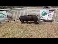 Macho Duroc x spotted polland