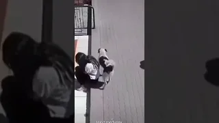 كلب يتبول على فتاة بدون سبب 