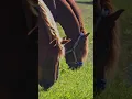 Download Lagu Beautiful Horse with Music by Sergey Grischuk #2 #short