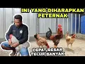 Lagu JANGAN ASAL MENYILANGKAN AYAM KALAU TDK MAU RUGI‼️