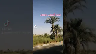 وتجرحني يا ابو عين سوداء دندنها