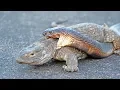 Cobra Snake Tries to Hunt Monitor Lizard