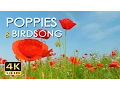 4K Poppy Meadow Birdsong - Relaxing Nature Sounds