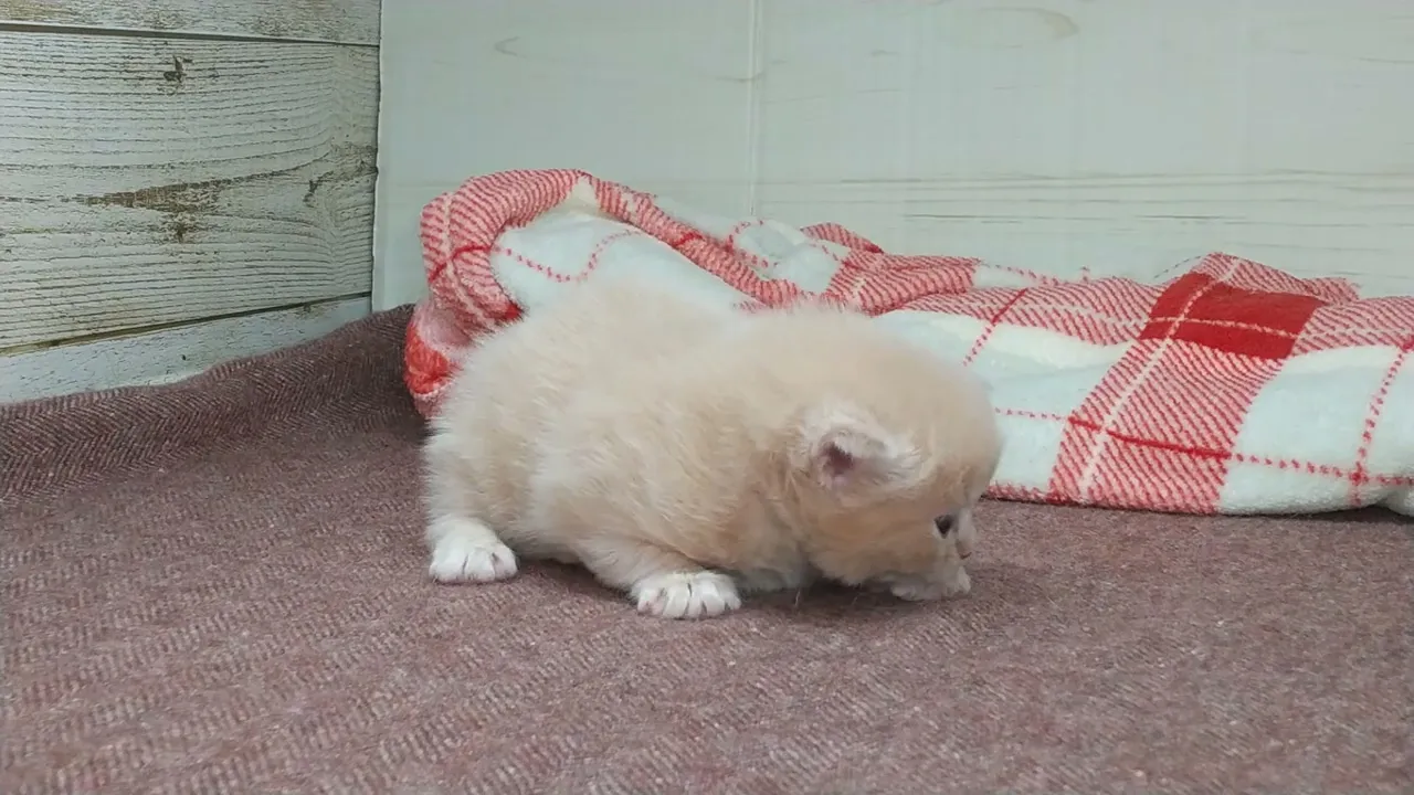 動画