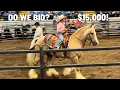 Going To A Draft Horse Auction - NEW HORSE