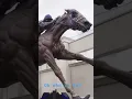 Download Lagu Oh who is he?- #edit #horse #equestrian #equestriangirl #racehorse #racing