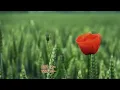 ♫♫ SOMEONE WHO BELIEVES IN YOU BY JED MADELA♫♫