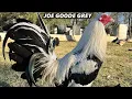 Joe Goode Grey Oscar Santibanez Farm Houston Texas - Beautiful Birds