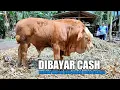 Download Lagu DI BAYAR CASH ‼️ BIARLAH HARGA JADI REJEKI PETERNAKNYA