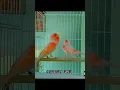 Download Lagu canary breeding season educational video with awesome singing #birds #canary #kenari #kenarimania