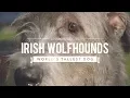 ALL ABOUT IRISH WOLFHOUNDS THE WORLD S TALLEST DOG