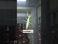 Download Lagu I saw grasshopper in the window. #trending #shorts #viralvideo #viral