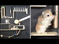 MAJOR HAMSTER vs DOMINOES MARBLES - Amazing CHAIN REACTIONS